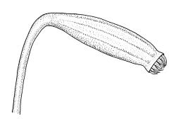Ptychomnion aciculare, capsule, moist. Drawn from P. Child s.n., 5 Mar. 1972, CHR 412908.
 Image: R.C. Wagstaff © Landcare Research 2018 
